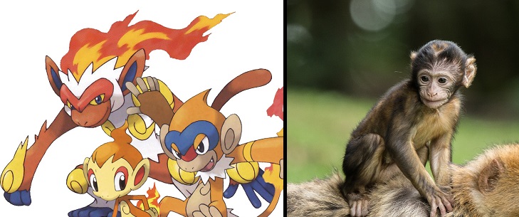 Pokémon Blast News - O macaco de fogo de Unova foi o 720° colocado na  Pokémon General Election 720. Seus irmãos também aparecem quase no fim da  tabela, com Simipour ocupando a